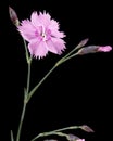 Flower of carnation, lat. Dianthus deltoides, isolated on black background Royalty Free Stock Photo