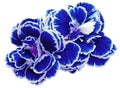 flower carnations blue isolated on a white background. No shadows with clipping path. Close-up. Royalty Free Stock Photo