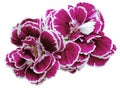 flower carnations purple isolated on a white background. No shadows with clipping path. Close-up. Royalty Free Stock Photo