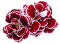 flower carnations red isolated on a white background. No shadows with clipping path. Close-up. Royalty Free Stock Photo