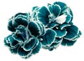 flower carnations turquoise-blue isolated on a white background. No shadows with clipping path. Close-up. Royalty Free Stock Photo