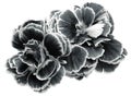 flower carnations white-black isolated on a white background. No shadows with clipping path. Close-up. Royalty Free Stock Photo