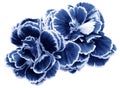 Flower carnations white-blue  isolated on a white background. No shadows with clipping path. Close-up. Royalty Free Stock Photo