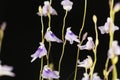 Flower of Utricularia minutissima.