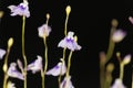 Flower of Utricularia minutissima.