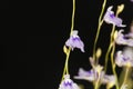 Flower of Utricularia minutissima.