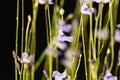 Flower of Utricularia minutissima.