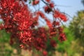 Flower carpel red in garden park