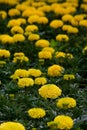 Flower carpet