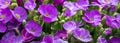 Flower carpet consisting of the construction, purple flowers Royalty Free Stock Photo