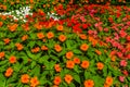 Flower carpet of impatiens x hybrida hort, popular hybrid specie of snapweed flowers, air purifying plant