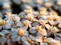 Flower carpet in the meadow.  Macro lens Royalty Free Stock Photo