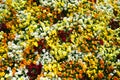 Flower carpet of pansies. Royalty Free Stock Photo