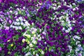 Flower carpet of pansies. Royalty Free Stock Photo