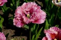 Flower carpet with pink-white tulips Royalty Free Stock Photo