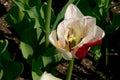 Flower carpet with pink-white tulips Royalty Free Stock Photo