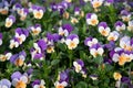 Flower carpet of purple-yellow pansies in a flower bed,spring flowers background Royalty Free Stock Photo