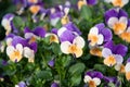 Flower carpet of purple-yellow pansies in a flower bed,spring flowers background Royalty Free Stock Photo