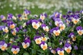 Flower carpet of purple-yellow pansies in a flower bed,spring flowers background Royalty Free Stock Photo