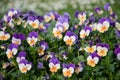 Flower carpet of purple-yellow pansies in a flower bed,spring flowers background Royalty Free Stock Photo