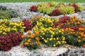 Flower carpet Senates square Green grass .