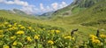 Flower carpets of the Ratikon Alps during a hike across Austria and Switzerland.