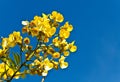 Flower of cassia fistula tree