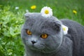 Flower and cat Royalty Free Stock Photo