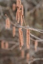 Flower catkins of hazel tree Coryllus avellana in spring Royalty Free Stock Photo