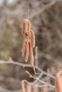 Flower catkins of hazel tree Coryllus avellana in spring Royalty Free Stock Photo