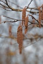 Flower catkins of hazel tree Coryllus avellana in spring Royalty Free Stock Photo