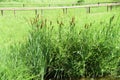 Flower of cattail.