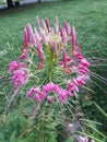 Flower catwhisker summer pink pretty