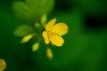 Flower celandine, with almost open bright yellow petals.