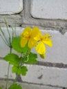 Flower celandine