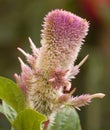 Flower Celosia Royalty Free Stock Photo