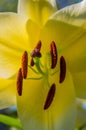Flower center yellow lily closeup