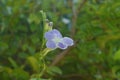 Flower of centipede plant in backyard garden