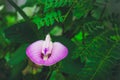 Flower Centrosema pubescens