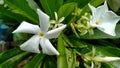 Flower of Cerbera manghas fruit