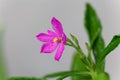 Flower of a Ceylon spinach, Talinum fruticosum