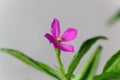 Flower of a Ceylon spinach, Talinum fruticosum