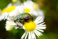 Flower chafer Royalty Free Stock Photo