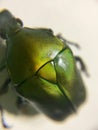 Flower chafer beetle closeup