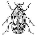 Flower Chafer Beetle, vintage illustration