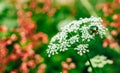 Flower chafer green shiny beetle cetonia aurata sitting on white flower in summer Royalty Free Stock Photo