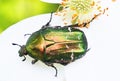 Flower chafer macro photo Royalty Free Stock Photo