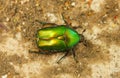 Flower chafer scarab beetle Royalty Free Stock Photo