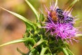 Flower chafers and honey bee collect nectar on flowering plant of Syrian Thistle. Macro shoot in nature Royalty Free Stock Photo