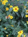 flower of the chamomile garden Royalty Free Stock Photo